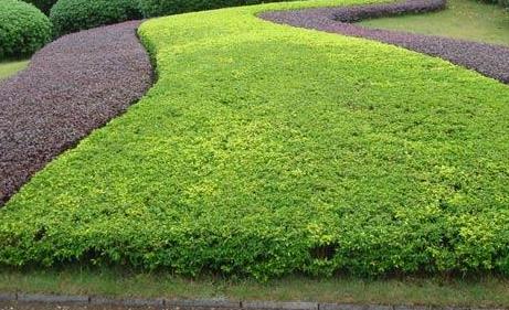 一月對(duì)樹木的綠化養(yǎng)護(hù)工作，要注意這4點(diǎn)！